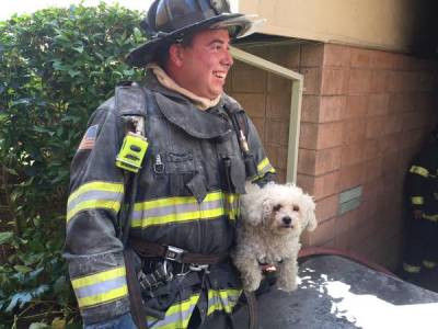 Firefighters Rescue Woman, Dog in Kentfield Apartment Fire